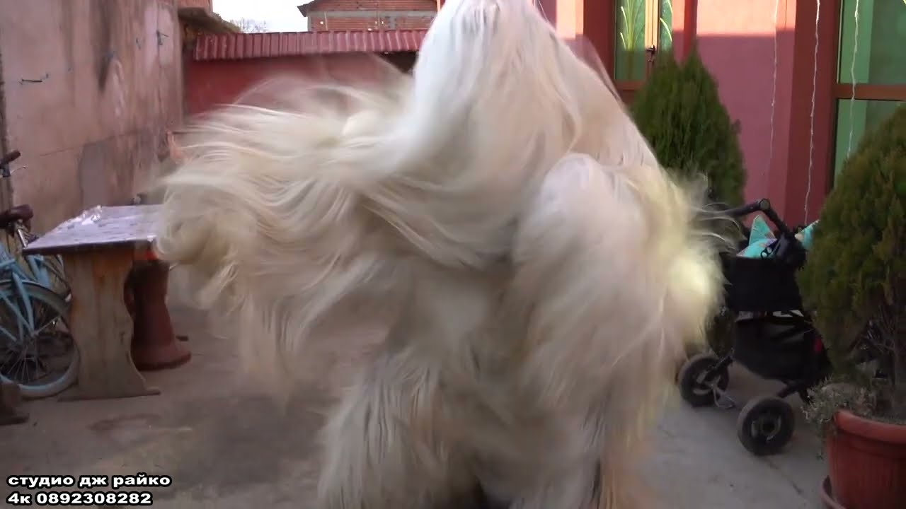 кукери село динката  2024