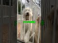 【ペット里親会通信】シェルター　わんわんパラダイス