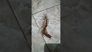 Kelabang masuk Rumah