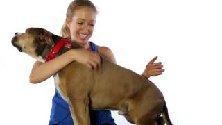 Meet Gibson A Terrier American Staffordshire Currently Available For Adoption At Petango 331