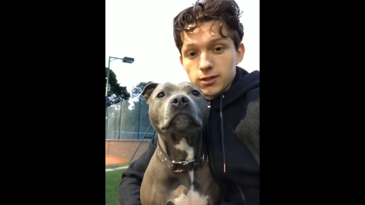 tom holland and dog