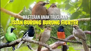 Masteran burung TRUCUKAN || Isian burung fighter || SUARA JERNIH gampang masuk