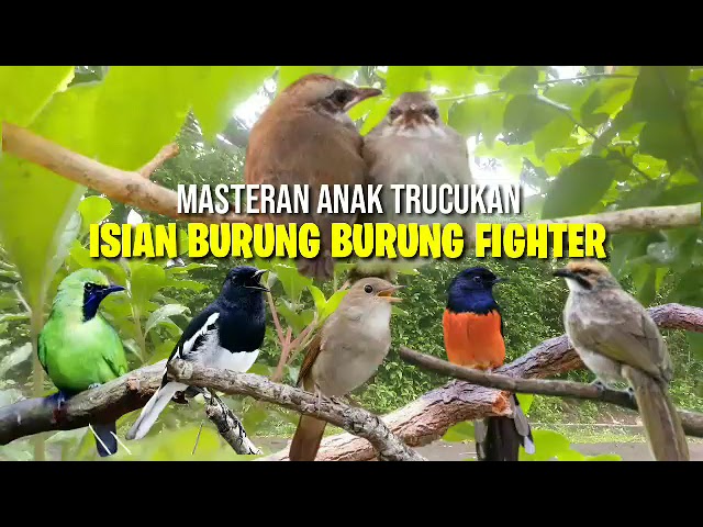 Masteran burung TRUCUKAN || Isian burung fighter || SUARA JERNIH gampang masuk class=