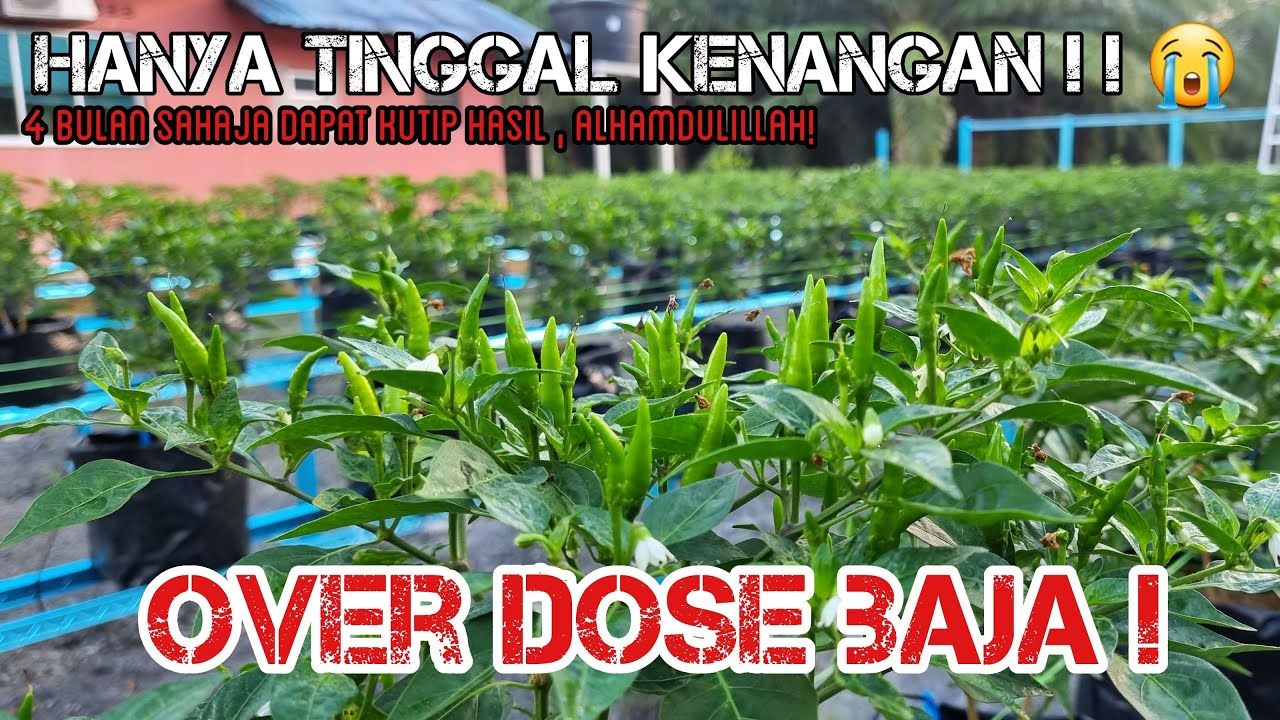 Hasil Cili Bara Yang Pertama ! Hanya Mampu Bertahan Selama 4 Bulan .