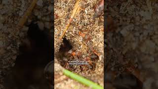 Celebrity Spring in Arizona = bug season #shorts #pestcontrol #arizona #bugs #phoenixaz Wealth