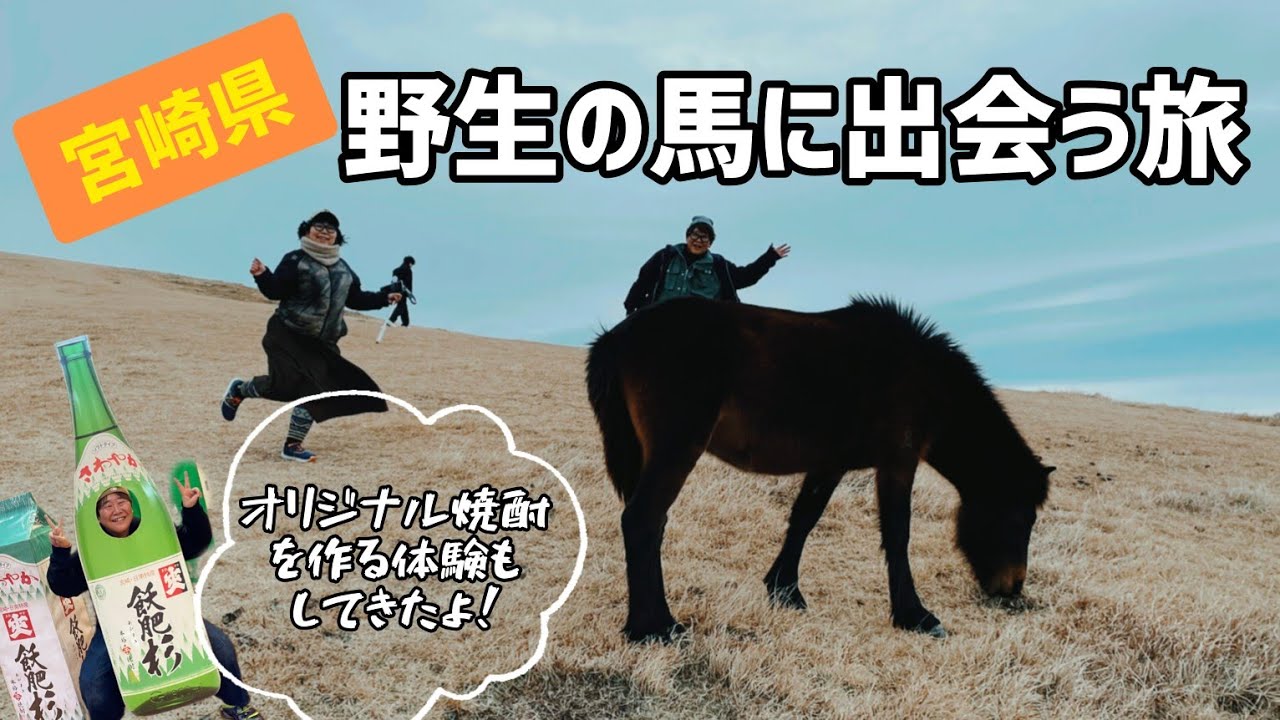 【宮崎県】野生の馬に会いに行ってきました【都井岬】