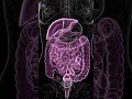 Milk Thistle for Liver Detox: Benefits, Dosage &amp; How It Works | Mahoney Supplements