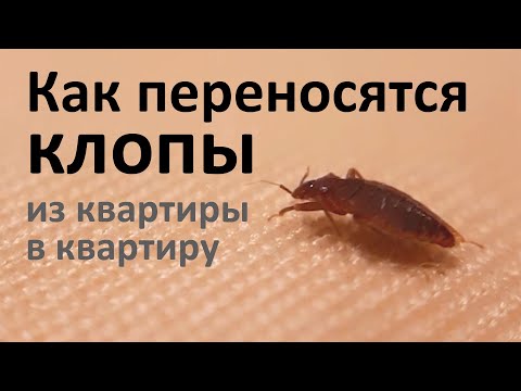 Как переносятся клопы из квартиры в квартиру?