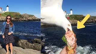 Woman Captures Exact Moment Seagull Stole Her $22 Lobster Roll.