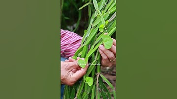 Chìa Vôi 4 Cạnh – Công dụng hay nhưng dùng sai dễ gây rát miệng, cần thận trọng #thaoduoc #suckhoe