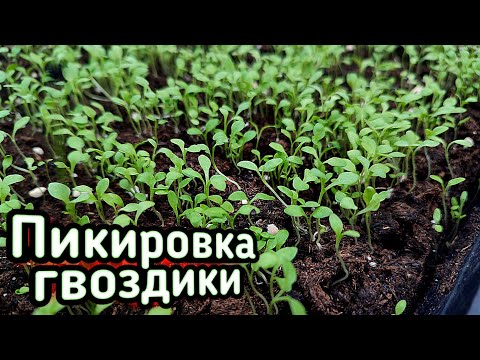 Video: Гвоздика аарыларды алыс кармайт?