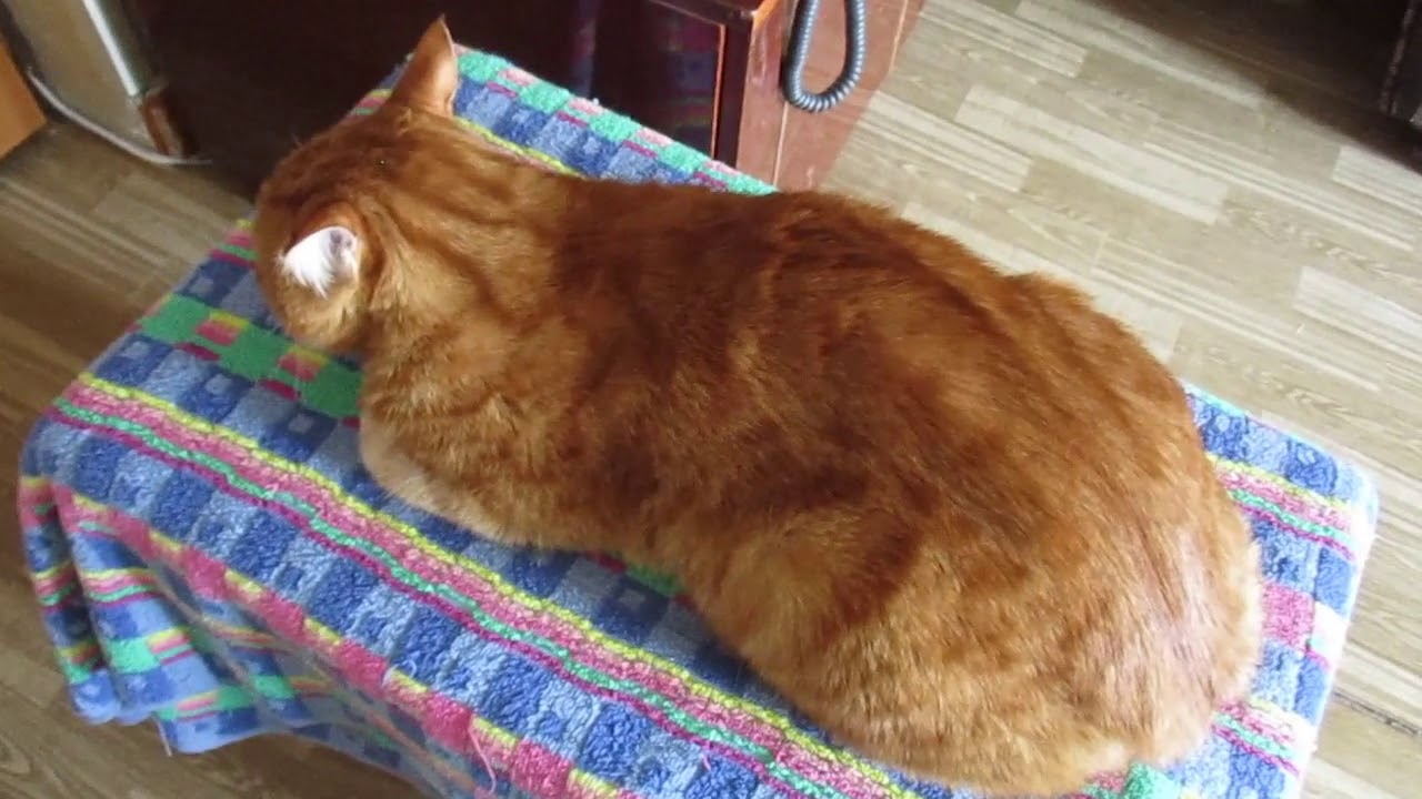 Кот.Фильм HD.Смотреть в хорошем качестве.