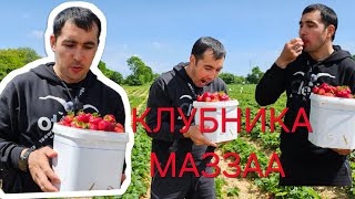 ГЕРМАНИЯДА КЛУБНИКА 🍓 🍓 🍓 бомба