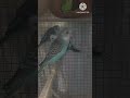 💚 Funny Budgies Doing Cute Things 😂 #Shorts #budgies #birdlovers #@budgies-y2t