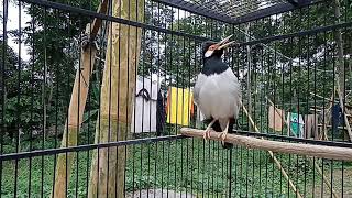 Download Lagu Jalak Suren Gacor  full isian  Cocok untuk pancingan segala burung agar ikutan Gacor MP3