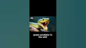 Most Deadliest Green Predators in the Wild | Green Mamba