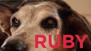 RUBY - The Deaf and Blind Dog