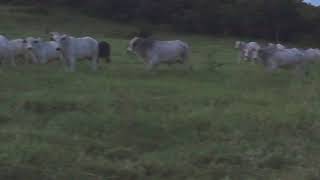 Voa sabiá - Gino e Geno voltando da pescaria