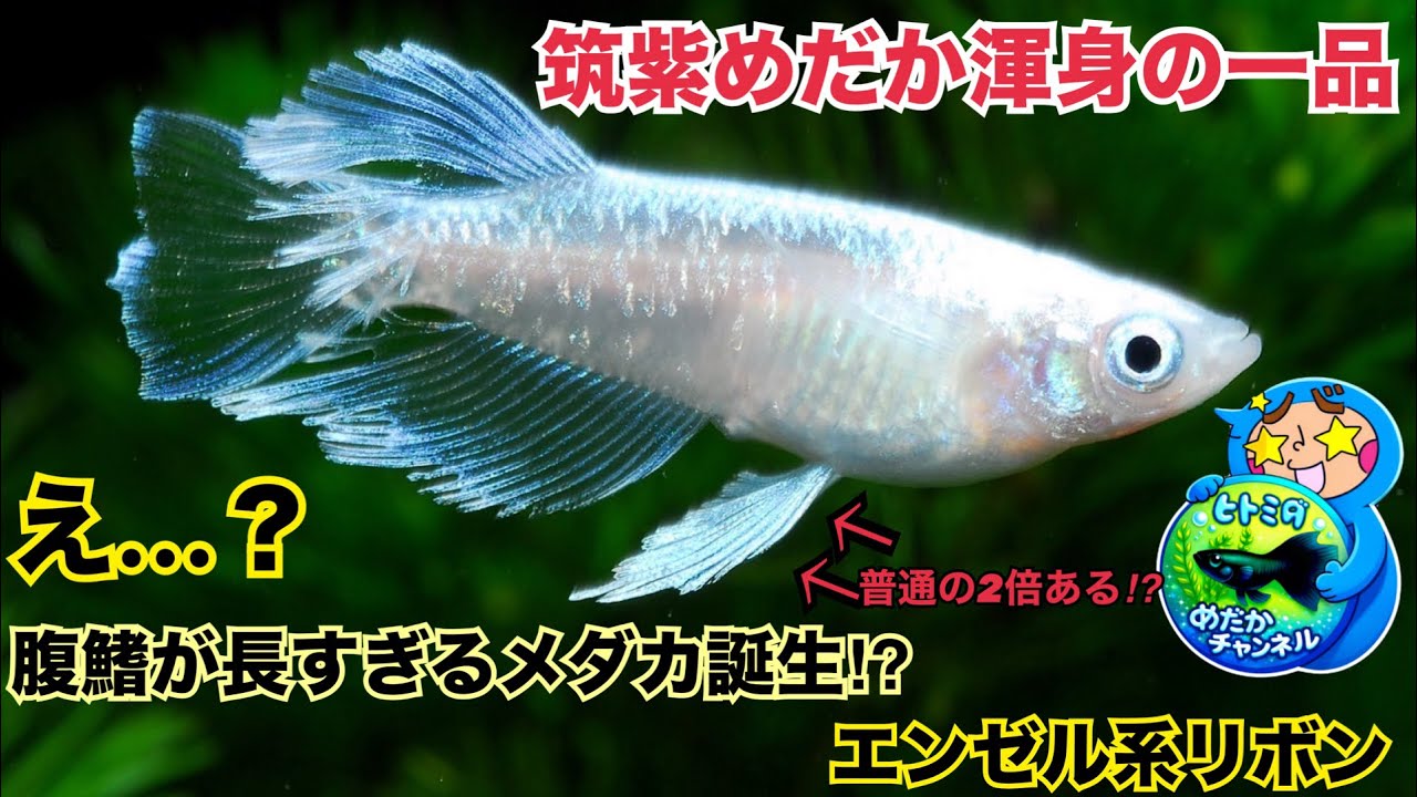 めだかページ maxresdefault.jpg