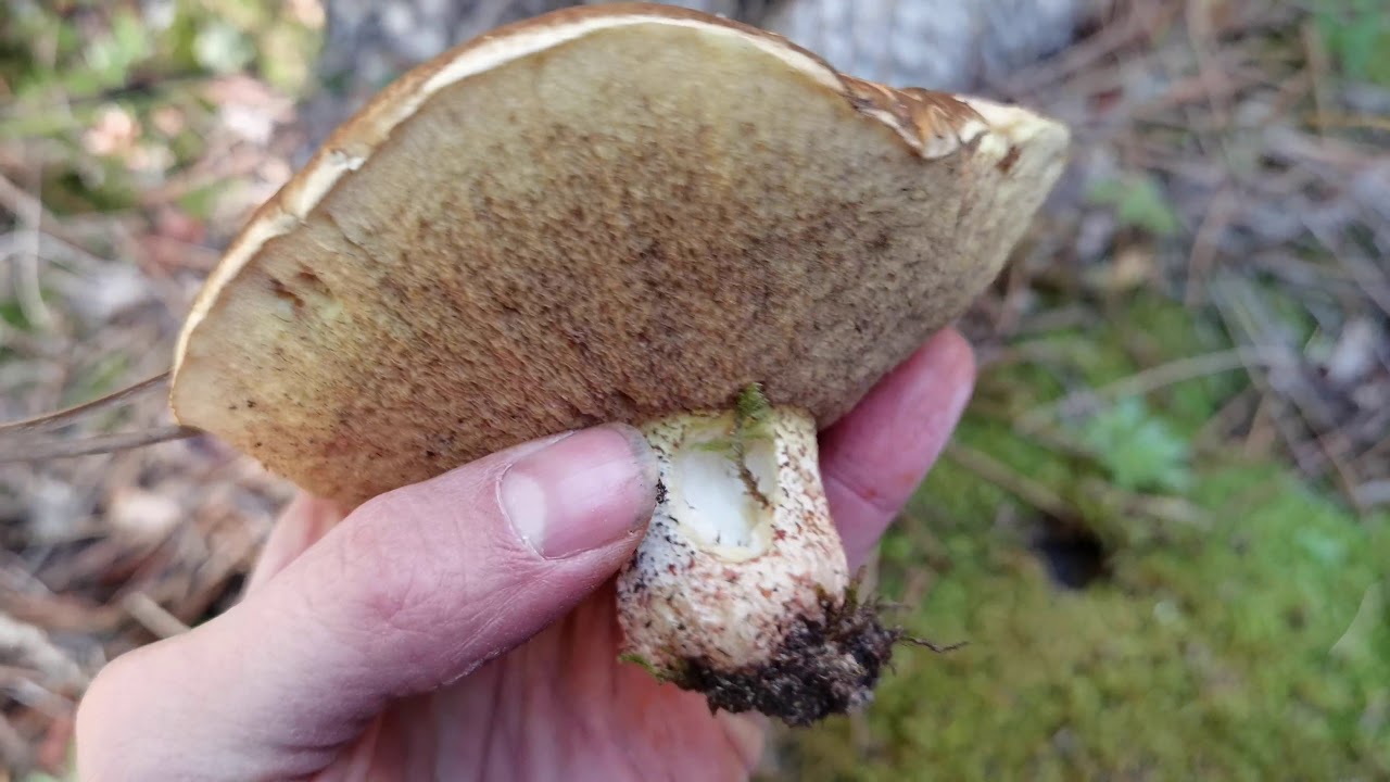 El boleto pringoso, Suillus bellini. Dos detalles lo separan de los demás Suillus.