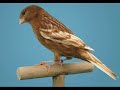 Chant Canari Super Pour Ecolage  شريط ثانى لتلقين الكناري ومحترفيه