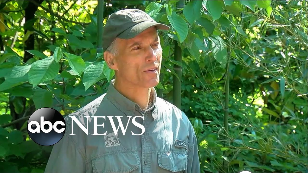 Gorilla World At Cincinnati Zoo Reopens After Boy Fell Into Enclosure Youtube