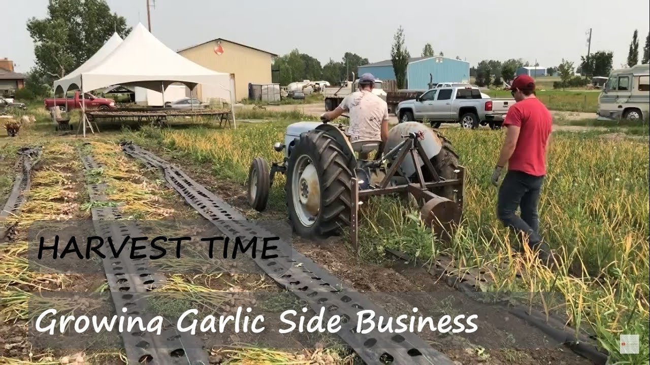Harvest Time Growing Garlic Side Business YouTube