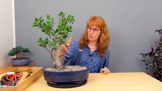 видео: Обрезка взрослой крассулы (ч.10). картинка: Обрезка взрослой крассулы (ч.10).