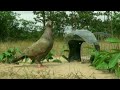 大好きなこっち見んな鳩氏の帰宅