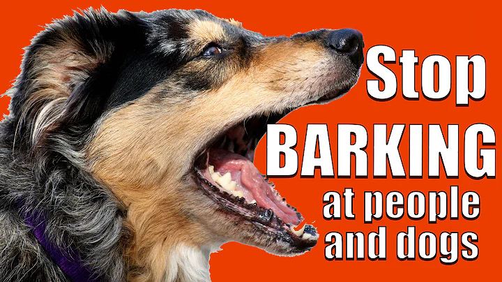 How to TEACH ANY DOG NOT to BARK at Other DOGS and PEOPLE on a Walk - DayDayNews
