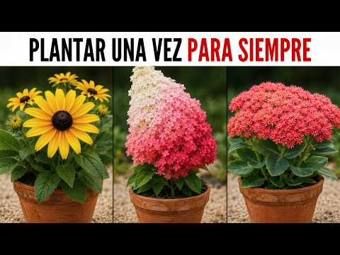 8 Plantas Perennes Que Florecen Durante Meses Sin Apenas Cuidados