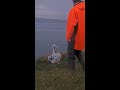 Weigh In Reveals Royal Albatross Chick Is Packing On The Pounds