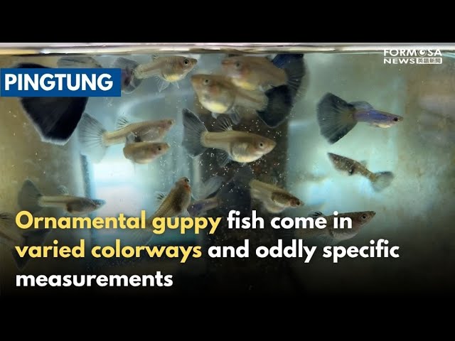 Pingtung globally recognized for ornamental fish breeding｜Taiwan News