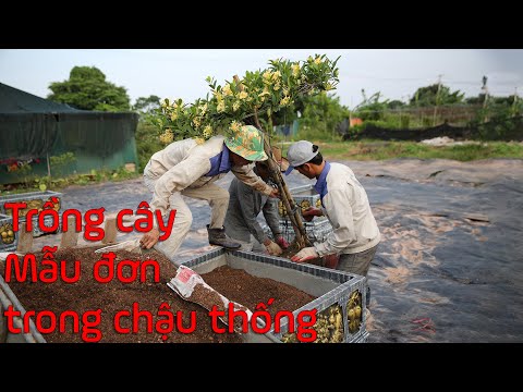 Quy trình trồng cây mẫu đơn cực to vào trong chậu thống