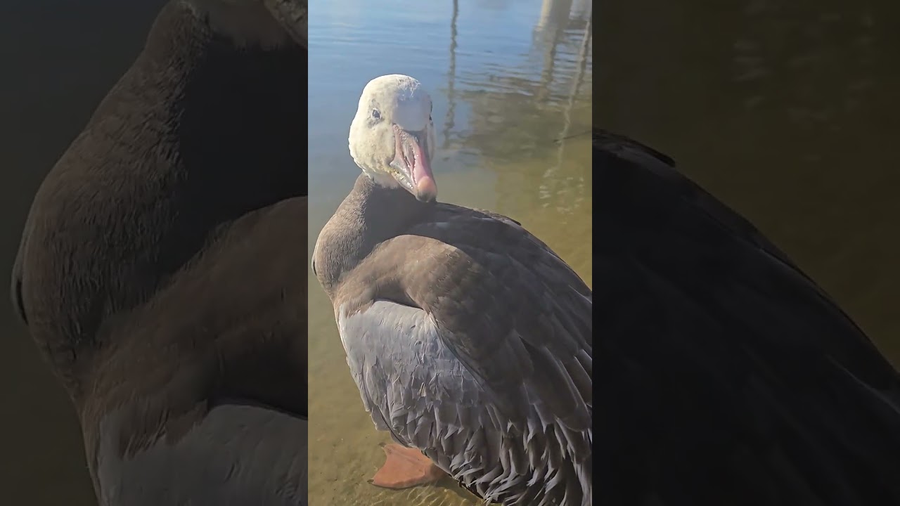 Emperor Goose just hangin out