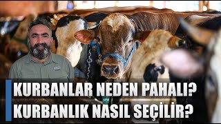 Kurban Fiyatları Neden Pahalı? Kurban Olacak Hayvan Nasıl Olmalı? Eşref Şekerli Açıkladı!