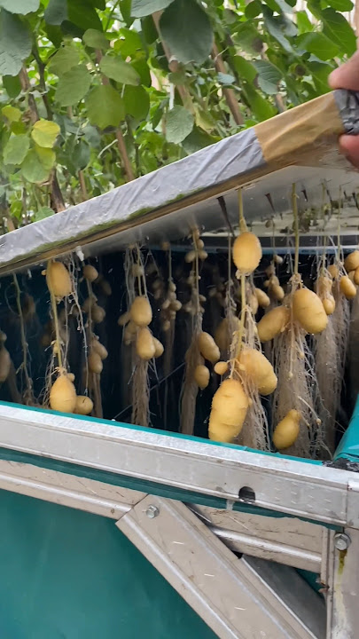 unique way to grow hydroponic potatoes
