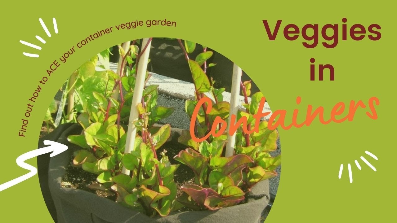 Best Vegetables to Grow in Pots (12 Great Container Vegetables)  Food  Garden Life: Edible Garden, Vegetable Garden, Edible Landscaping