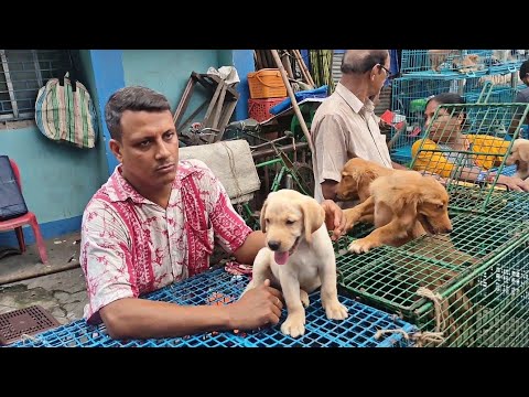 Galiff street pet market | Cheapest Dogs Market In India | Dog Market