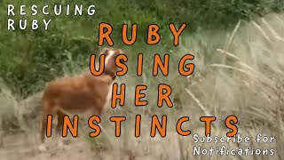 Ruby using her Instincts | Sofia (Supermomma) from Takis shelter