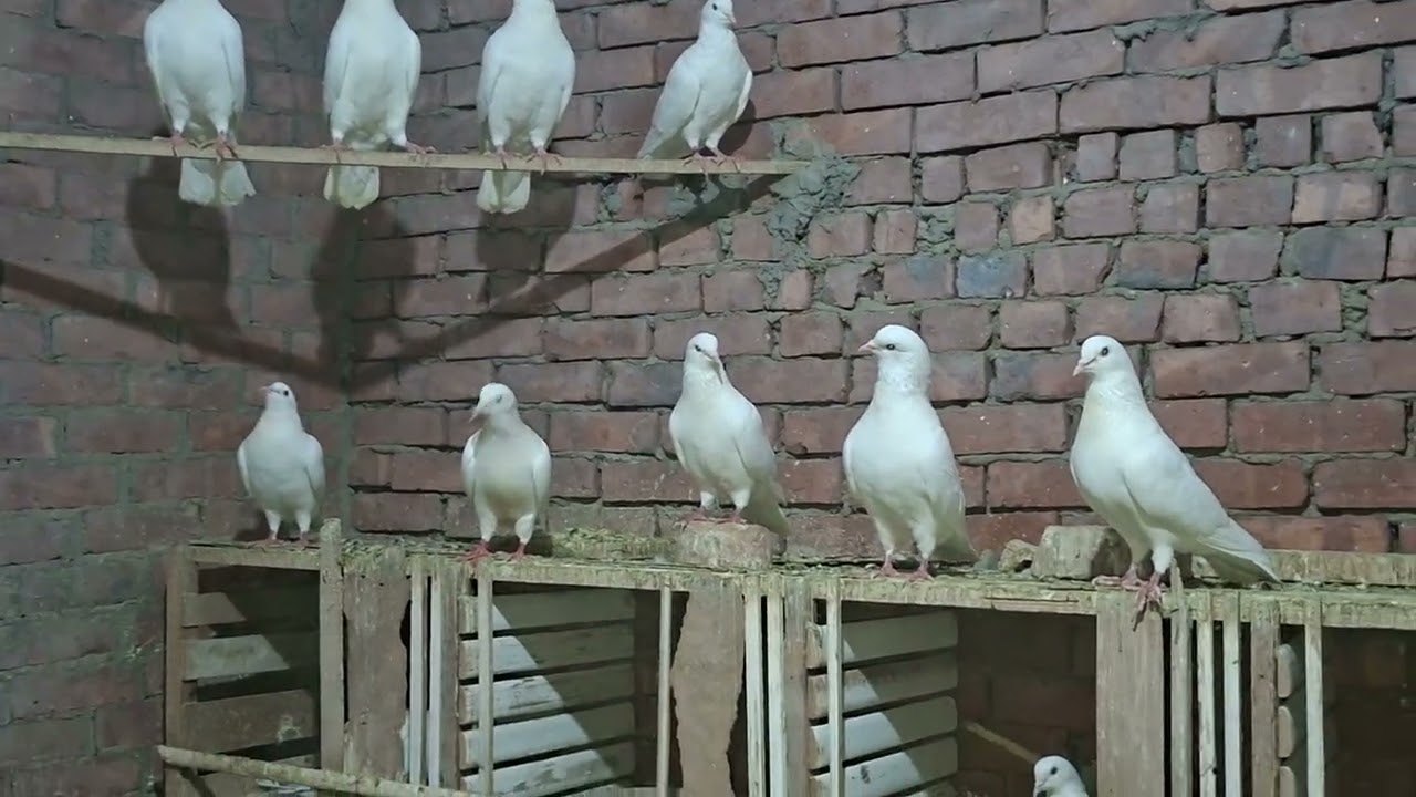 أخطر 5 أخطاء بتدمّر الحمام من غير ما تحس  لو بتربي حمام ركّز#تربية_الحمام#الحمام_البلدي#نصائح_الحمام