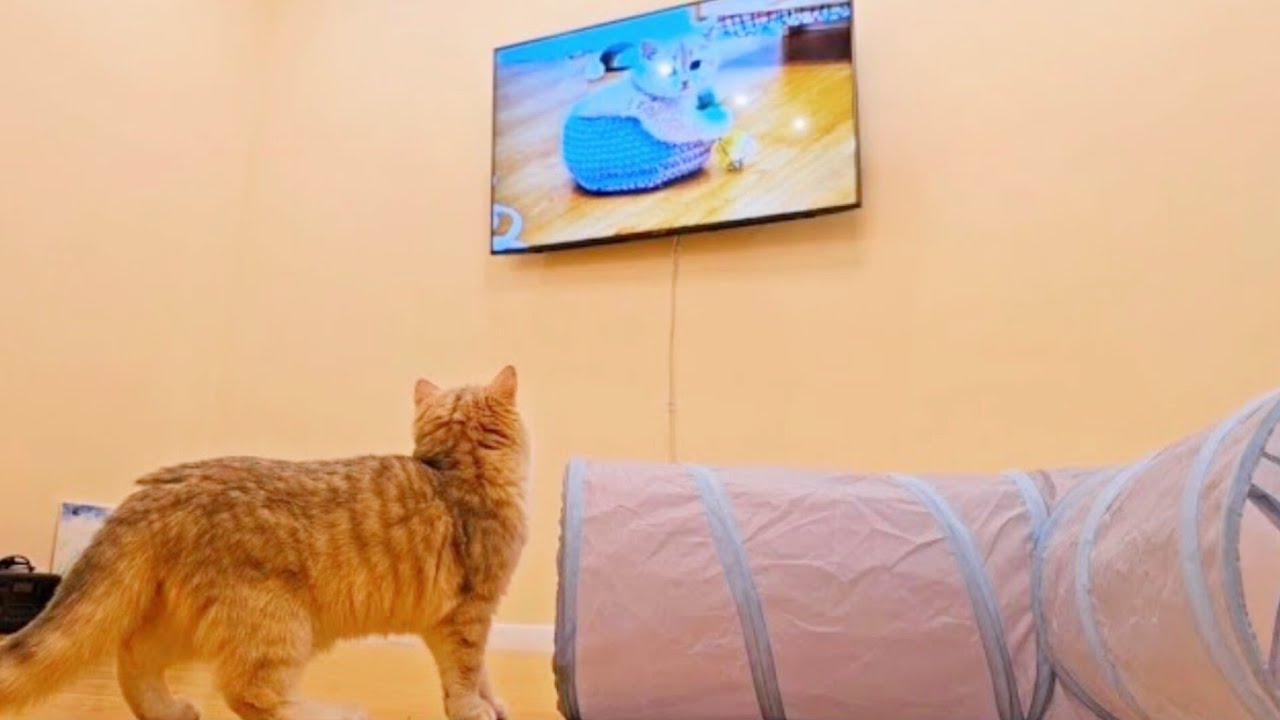 Caramel saw her younger siblings on TV 😆