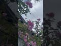 Flower #nature #flowers #rose #love