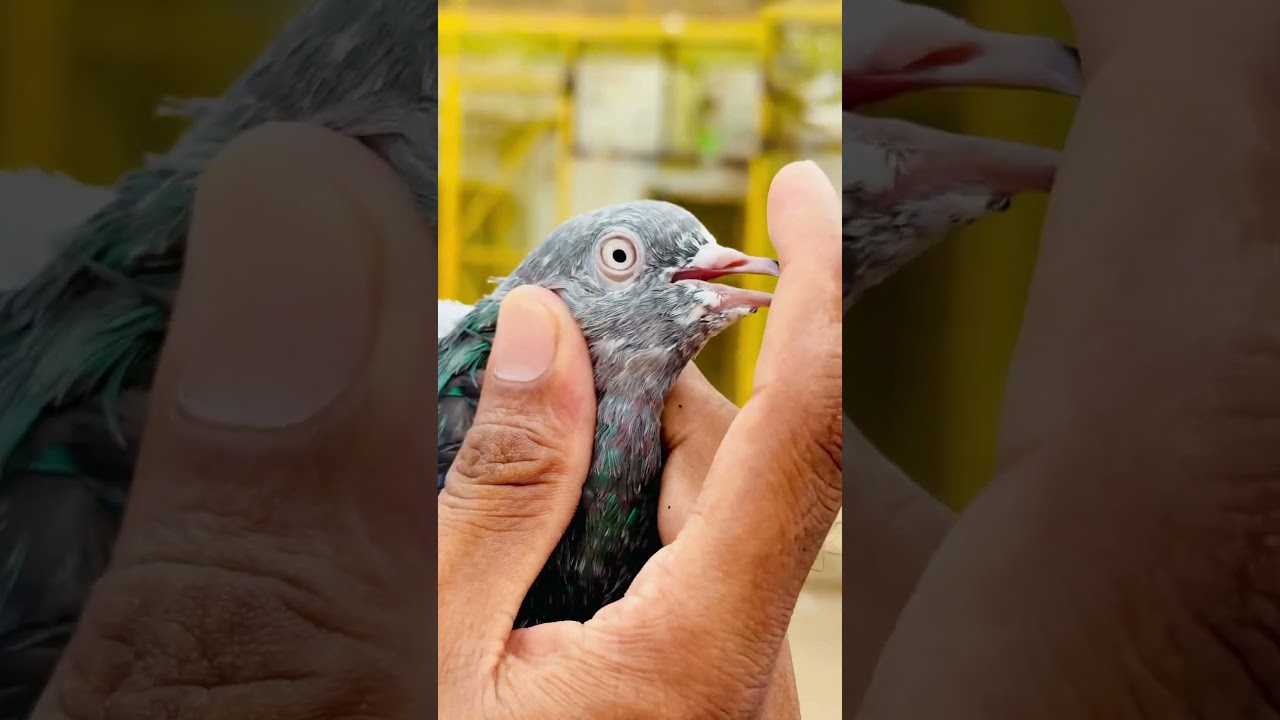 Kesa lga hmara rangeela 💕💕 