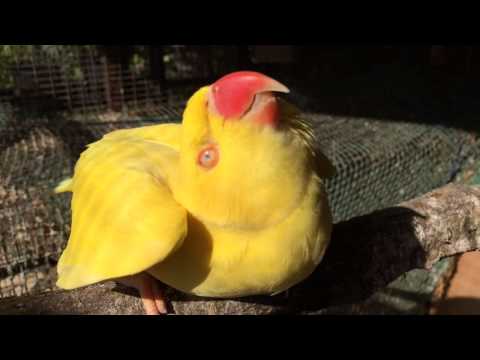 beautiful yellow indian ringneck parrot ready for mating beautiful yellow indian ringneck parrot ready for mating