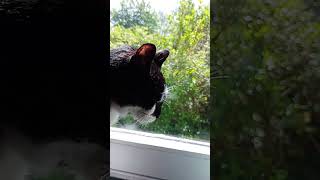 Trying to Interview my 20 years old tuxedo cat - part 1 by Benjamin Tobies 10 views 9 days ago 3 minutes, 33 seconds