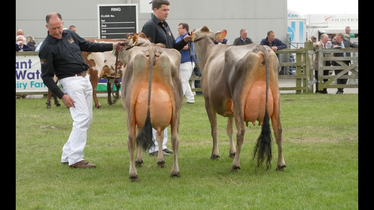 Balmoral Show Dairy Pairs ChampionshipWin for the Fleming Family YouTube