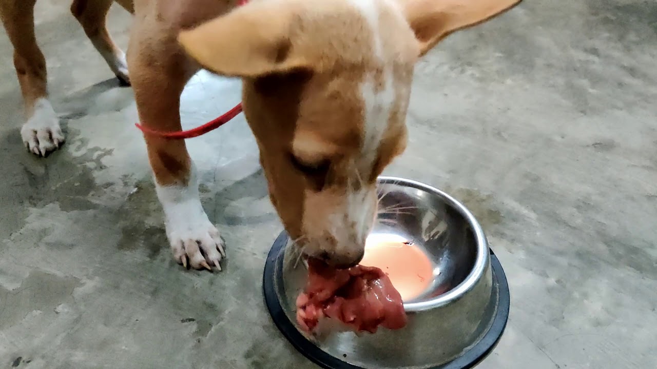 [Raw Feeding] Stray puppy eat chicken liver YouTube
