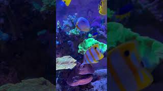 Chaetodon trifasciatus in a reef aquarium #reef #reeftank #butterfly