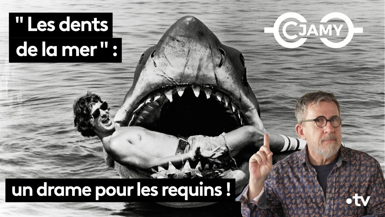 Les dents de la mer  un drame pour les requins  